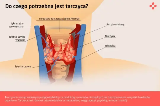 Anatomia szyi z zaznaczoną tarczycą, naczyniami krwionośnymi i tchawicą. Tarczyca jest kluczowa dla metabolizmu i nastroju.